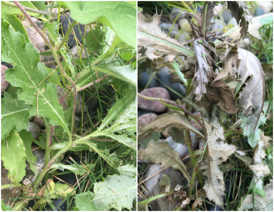 Weed before and after using homemade weed killer