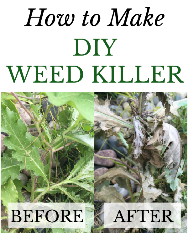 Before and after of weed sprayed with a DIY Weed Killer