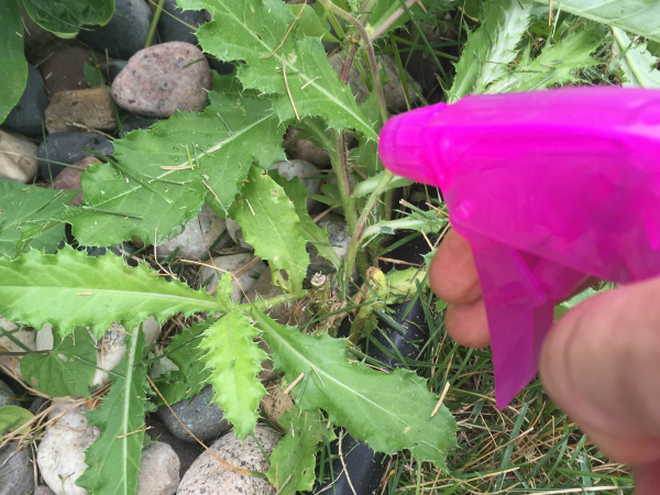 How to make DIY Weed Killer with items in your kitchen