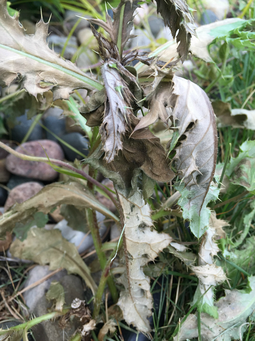 Dead weed after spraying with a DIY weed killer