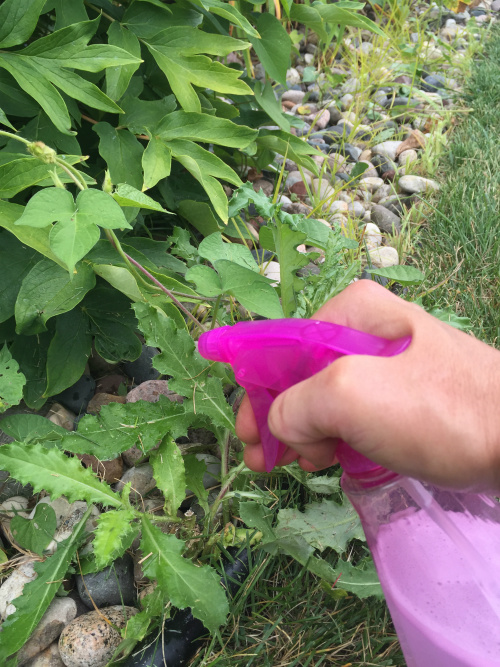 Spraying weeds with a DIY Weed Killer