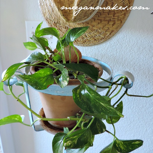 Naturally Clean House Plants