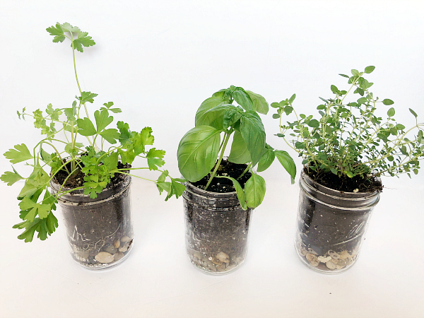 Herbs in mason jars for DIY Mason Jar Planter