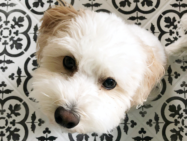 How Well Does Painted Tile Hold Up Title Image: Small dog on stenciled tile floor