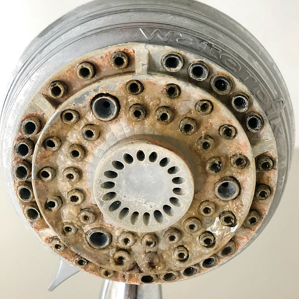 How to Clean A Shower Head Before Image, Shower head is covered in redish scum and hard water stains