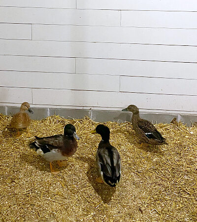 Shiplap walls on a budget