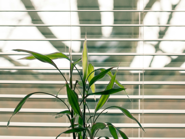 Plant in front of blinds