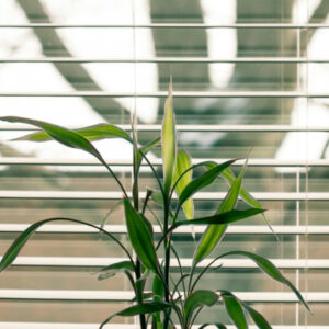 Plant in front of blinds